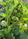 Ripe spaghetti squash in the garden waiting to be harvested Royalty Free Stock Photo