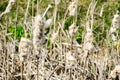 Ripe spike of Common Bulrush, releasing fluffy seeds against a green meadow