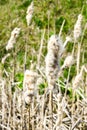 Ripe spike of Common Bulrush, releasing fluffy seeds against a green meadow