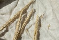 Ripe spikelet natural wheat beige linen fabric