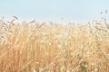 Ripe spikelets of rye and chamomile flowers are against a blue sky in the summer field Royalty Free Stock Photo