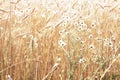 Ripe spikelets of rye and and chamomile flowers in a summer field. Agriculture background Royalty Free Stock Photo