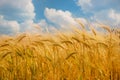 Ripe spikelets of ripe wheat. Closeup spikelets on a wheat field against a blue sky and white clouds Royalty Free Stock Photo