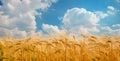 Ripe spikelets of ripe wheat. Closeup spikelets on a wheat field against a blue sky and white clouds Royalty Free Stock Photo