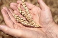 Ripe spikelets of wheat in the palms of a man, close-up, selective focus. Agronomy and grain growing, harvesting Royalty Free Stock Photo