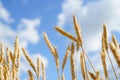 Ripe spikes against an blue sky. Harvest