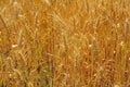 Ripe spikes in the wheat field