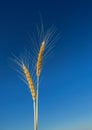 Ripe spikes of wheat isolated on sky