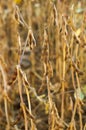 Ripe spotted soybean pods and stalks in the field