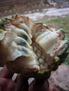 Ripe srikaya fruit is cut in half