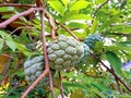 ripe srikaya fruit ready to pick