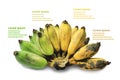 Ripe stages of a bunch of bananas on a white isolated background with text