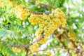 Ripe star gooseberry fruit on tree