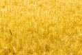 Ripe stems of wheats in the rays of sunlight. Golden wheat field on sunny day. Close up image