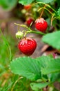 Ripe strawberries