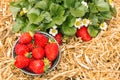 Ripe strawberries in bowl with strawberry plant growing in organic garden Royalty Free Stock Photo