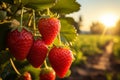 Ripe strawberries on a branch in a strawberry field at sunset