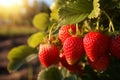 Ripe strawberries on a branch in a strawberry field at sunset