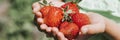 Ripe strawberries in a child`s girl hands on organic strawberry farm, people picking strawberries in summer season, harvest berri Royalty Free Stock Photo