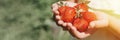 Ripe strawberries in a child`s girl hands on organic strawberry farm, people picking strawberries in summer season, harvest berri Royalty Free Stock Photo