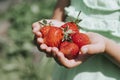 Ripe strawberries in a child`s girl hands on organic strawberry farm, people picking strawberries in summer season, harvest berri Royalty Free Stock Photo
