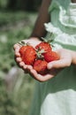 Ripe strawberries in a child`s girl hands on organic strawberry farm, people picking strawberries in summer season, harvest berri Royalty Free Stock Photo