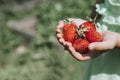 Ripe strawberries in a child`s girl hands on organic strawberry farm, people picking strawberries in summer season, harvest berri Royalty Free Stock Photo