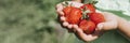 Ripe strawberries in a child`s girl hands on organic strawberry farm, people picking strawberries in summer season, harvest berri Royalty Free Stock Photo