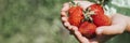 Ripe strawberries in a child`s girl hands on organic strawberry farm, people picking strawberries in summer season, harvest berri Royalty Free Stock Photo