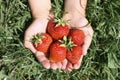 Ripe strawberries in a child`s hands on grass background on organic strawberry farm, people picking strawberries in summer season