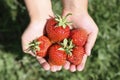 Ripe strawberries in a child`s hands on grass background on organic strawberry farm, people picking strawberries in summer season Royalty Free Stock Photo