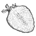 Ripe Strawberries cut in half. Sketch of half a strawberry with a twig and leaves. The sweet, juicy berry is hand drawn Royalty Free Stock Photo