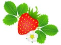 Ripe strawberries with flower and leaves on a white background.