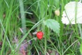 Ripe strawberries in the forest Strawberry plant with green leaves and ripe red fruits. Strawberries on the field. Fresh Royalty Free Stock Photo