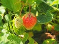 Ripe strawberries. Gardening. Two berries, one red, the other wh Royalty Free Stock Photo