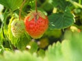 Ripe strawberries. Gardening. Two berries, one red, the other wh Royalty Free Stock Photo
