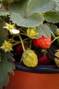 ripe strawberries among green leaves Royalty Free Stock Photo