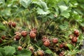 Ripe strawberries are growing in the garden. A variety of small and sweet strawberries. Organic food. Royalty Free Stock Photo