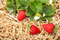 Ripe strawberries growing on straw in organic gardenstrawberry plant with flowers and ripe strawberries in organic garden Royalty Free Stock Photo