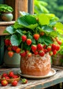 Ripe Strawberries Growing in Terracotta Pot in Rustic Setting. Home Gardening concept Royalty Free Stock Photo