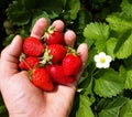 Ripe strawberries harvest by hand