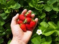 Ripe strawberries harvest by hand