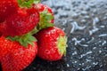 Ripe strawberries. Juicy ripe strawberries with water drops on a wet dark background. Red berries. Copy space. Close-up. Selective Royalty Free Stock Photo