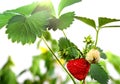 Ripe strawberries, leaves and green berries Royalty Free Stock Photo