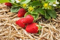 Ripe strawberries lying on straw in organic garden
