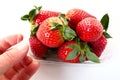 Ripe strawberries in a plastic package on a white background. Delicious fresh berries in a container for sale to Royalty Free Stock Photo