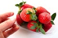 Ripe strawberries in a plastic package on a white background. Delicious fresh berries in a container for sale to Royalty Free Stock Photo