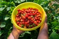 Ripe Strawberries Royalty Free Stock Photo