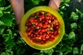 Ripe Strawberries Royalty Free Stock Photo