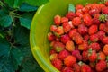 Ripe Strawberries Royalty Free Stock Photo